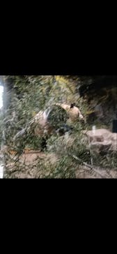 恩賜上野動物園に投稿された画像（2026/1/8）