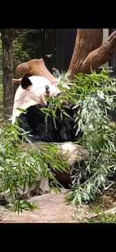 恩賜上野動物園に投稿された画像（2026/1/8）