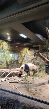 恩賜上野動物園に投稿された画像（2026/1/8）