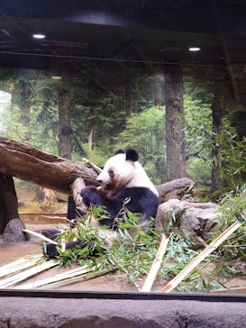 恩賜上野動物園に投稿された画像（2026/1/8）