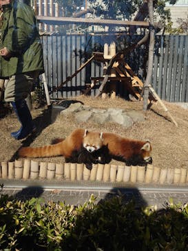 恩賜上野動物園に投稿された画像（2026/1/8）