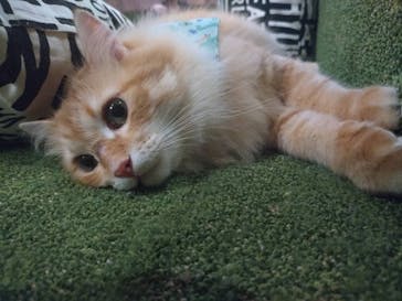 猫カフェモカ　大阪心斎橋店に投稿された画像（2026/1/8）