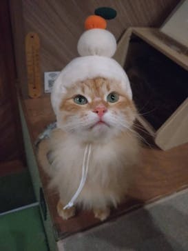 猫カフェモカ　大阪心斎橋店に投稿された画像（2026/1/8）