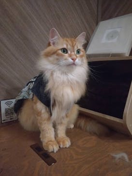 猫カフェモカ　大阪心斎橋店に投稿された画像（2026/1/8）