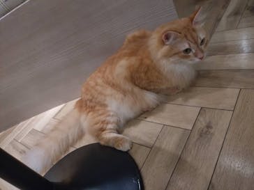 猫カフェモカ　大阪心斎橋店に投稿された画像（2026/1/8）