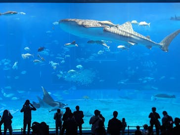 沖縄美ら海水族館に投稿された画像（2026/1/8）