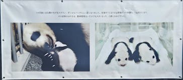 恩賜上野動物園に投稿された画像（2026/1/8）