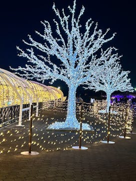 東京メガイルミに投稿された画像（2026/1/8）