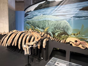 特別展「大絶滅展―生命史のビッグファイブ」に投稿された画像（2026/1/8）