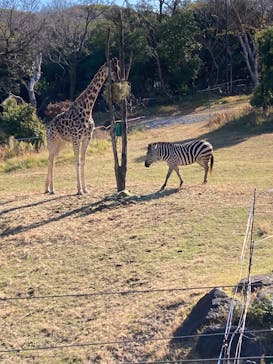 天王寺動物園に投稿された画像（2026/1/8）