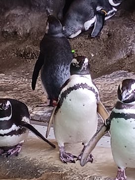 しながわ水族館に投稿された画像（2026/1/8）
