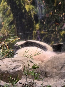 恩賜上野動物園に投稿された画像（2026/1/9）