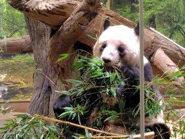 恩賜上野動物園に投稿された画像（2026/1/9）