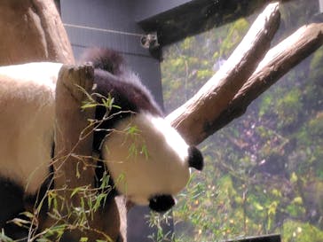 恩賜上野動物園に投稿された画像（2026/1/9）