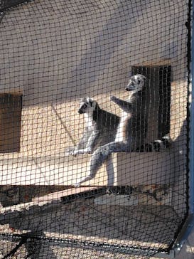恩賜上野動物園に投稿された画像（2026/1/9）