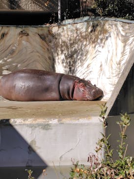 恩賜上野動物園に投稿された画像（2026/1/9）