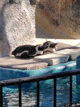 恩賜上野動物園に投稿された画像（2026/1/9）