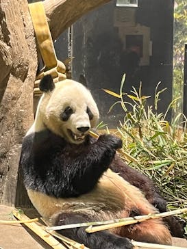 恩賜上野動物園に投稿された画像（2026/1/9）