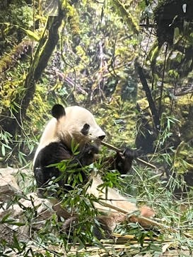 恩賜上野動物園に投稿された画像（2026/1/9）