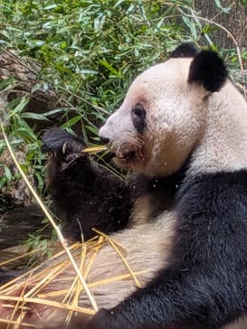 恩賜上野動物園に投稿された画像（2026/1/9）
