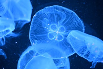 AOAO SAPPOROに投稿された画像（2026/1/9）