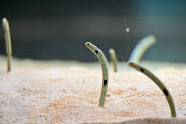 AOAO SAPPOROに投稿された画像（2026/1/9）