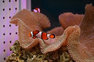 AOAO SAPPOROに投稿された画像（2026/1/9）