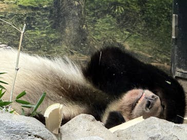 恩賜上野動物園に投稿された画像（2026/1/9）