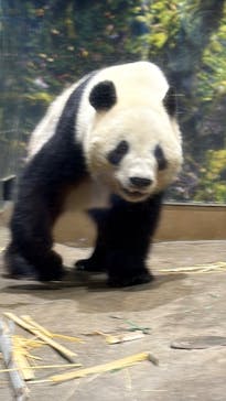 恩賜上野動物園に投稿された画像（2026/1/9）
