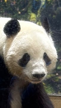 恩賜上野動物園に投稿された画像（2026/1/9）