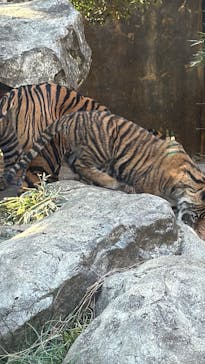 恩賜上野動物園に投稿された画像（2026/1/9）