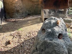 天王寺動物園に投稿された画像（2026/1/9）