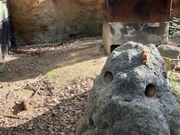 天王寺動物園に投稿された画像（2026/1/9）