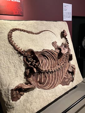 特別展「大絶滅展―生命史のビッグファイブ」に投稿された画像（2026/1/9）
