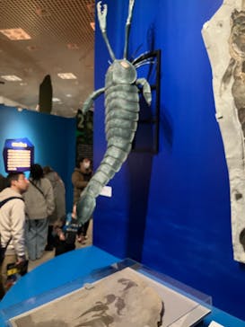 特別展「大絶滅展―生命史のビッグファイブ」に投稿された画像（2026/1/9）