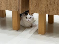 Cat Café MOFF イオンモールナゴヤドーム前店に投稿された画像（2026/1/9）