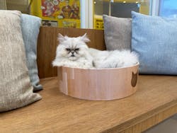 Cat Café MOFF イオンモールナゴヤドーム前店に投稿された画像（2026/1/9）