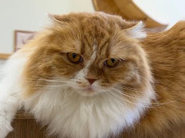 Cat Café MOFF イオンモールナゴヤドーム前店に投稿された画像（2026/1/9）