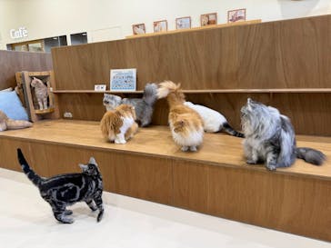 Cat Café MOFF イオンモールナゴヤドーム前店に投稿された画像（2026/1/9）