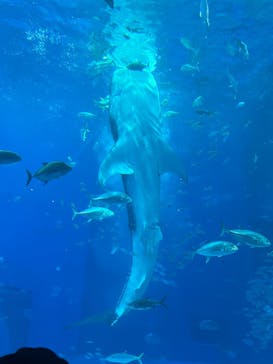 沖縄美ら海水族館に投稿された画像（2026/1/9）