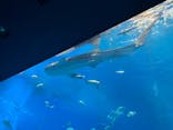 沖縄美ら海水族館に投稿された画像（2026/1/9）