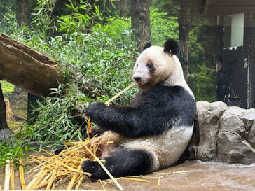 恩賜上野動物園に投稿された画像（2026/1/9）