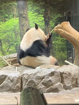 恩賜上野動物園に投稿された画像（2026/1/9）