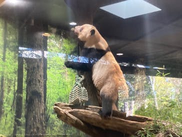 恩賜上野動物園に投稿された画像（2026/1/9）