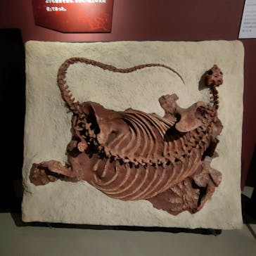 特別展「大絶滅展―生命史のビッグファイブ」に投稿された画像（2026/1/9）