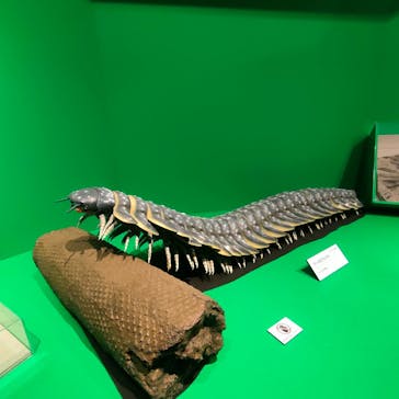 特別展「大絶滅展―生命史のビッグファイブ」に投稿された画像（2026/1/9）