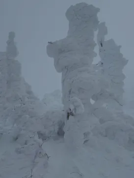 蔵王ロープウェイに投稿された画像（2026/1/9）