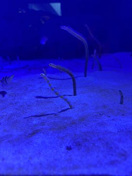 仙台うみの杜水族館に投稿された画像（2026/1/9）