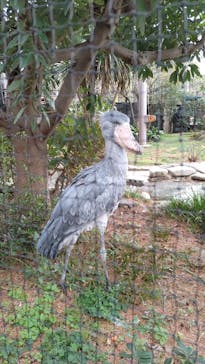 恩賜上野動物園に投稿された画像（2026/1/9）