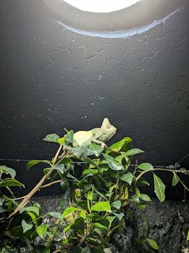 サケのふるさと 千歳水族館に投稿された画像（2026/1/9）